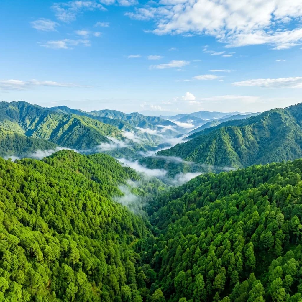 Pinaura Kasauli